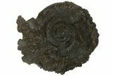 Cut & Polished Ammonite (Speetoniceras) Fossil With Druzy Pyrite #175077-3